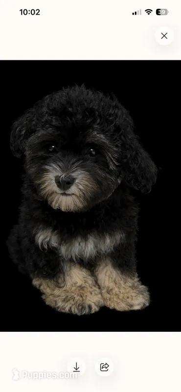  male – Maltipoo puppy for sale in Ville Platte, LA