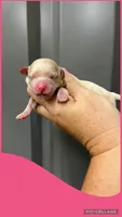Female Pink, a female Maltipoo for sale in Ville Platte, LA – 1 of 1