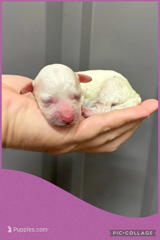 Female purple – Poodle - Toy  puppy for sale in Ville Platte, LA