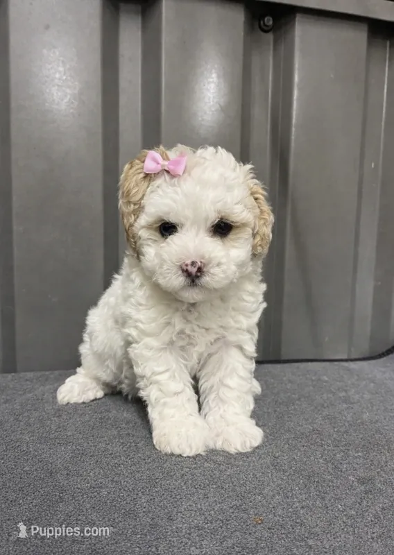 Female pink – Poodle - Toy  puppy for sale in Ville Platte, LA