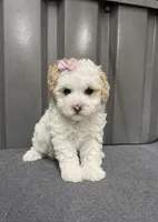Female pink, a female Poodle - Toy  for sale in Ville Platte, LA – 1 of 8