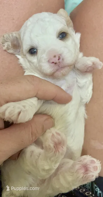 Female pink – Poodle - Toy  puppy for sale in Ville Platte, LA