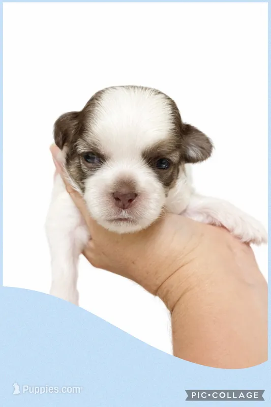 Light blue – Mal Shi puppy for sale in Ville Platte, LA