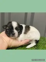 Male green, a male Mal Shi for sale in Ville Platte, LA – Photo 2 of 3