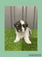 Male green, a male Mal Shi for sale in Ville Platte, LA – Photo 1 of 3