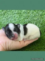 Male green, a male Mal Shi for sale in Ville Platte, LA – Photo 3 of 3