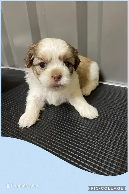 Light blue – Mal Shi puppy for sale in Ville Platte, LA