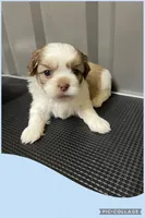 Light blue, a male Mal Shi for sale in Ville Platte, LA – 2 of 4