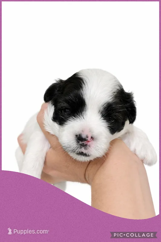 Female purple  – Mal Shi puppy for sale in Ville Platte, LA