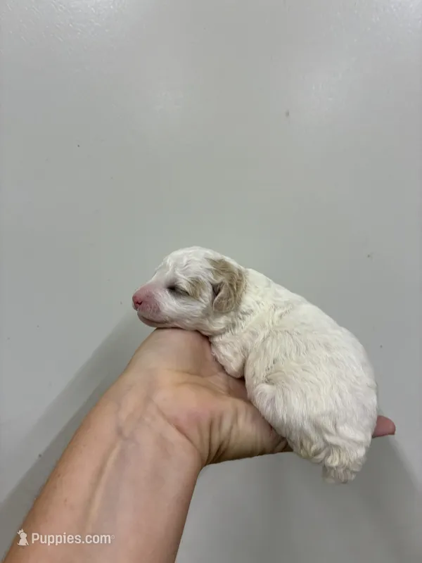 Female pink – Poodle - Toy  puppy for sale in Ville Platte, LA