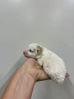 Female pink, a female Poodle - Toy  for sale in Ville Platte, LA – 4 of 8