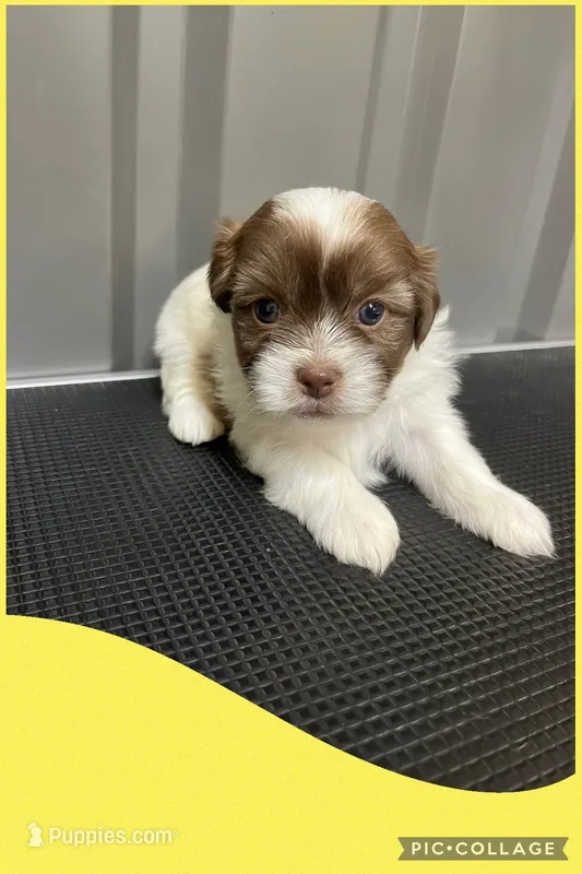 Light yellow – Mal Shi puppy for sale in Ville Platte, LA