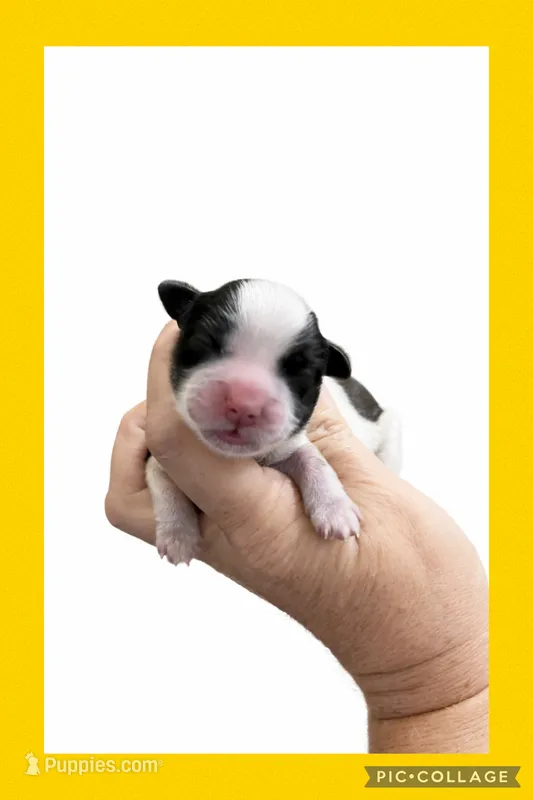 Female yellow – Mal Shi puppy for sale in Ville Platte, LA