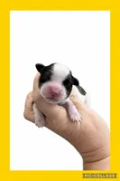 Female yellow, a female Mal Shi for sale in Ville Platte, LA – 1 of 1