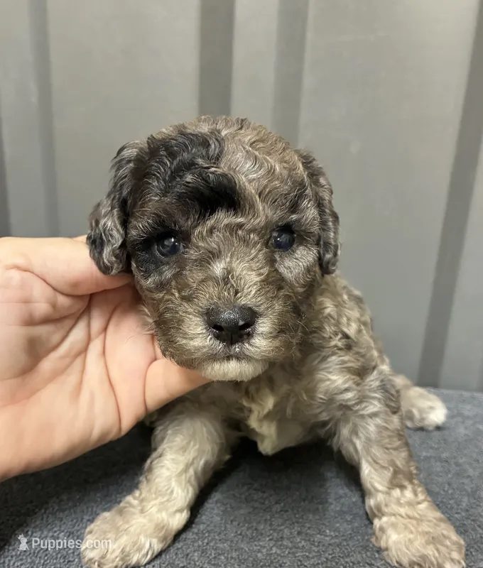 Blue Merle  – Maltipoo puppy for sale in Ville Platte, LA