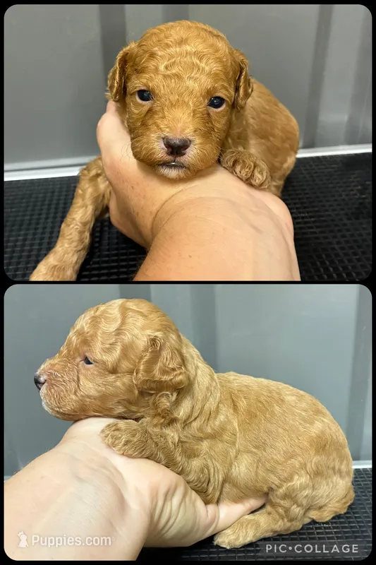 Male 1 – Maltipoo puppy for sale in Ville Platte, LA