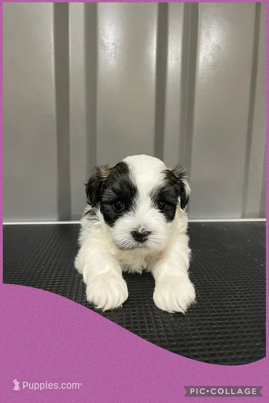 Female purple  – Mal Shi puppy for sale in Ville Platte, LA