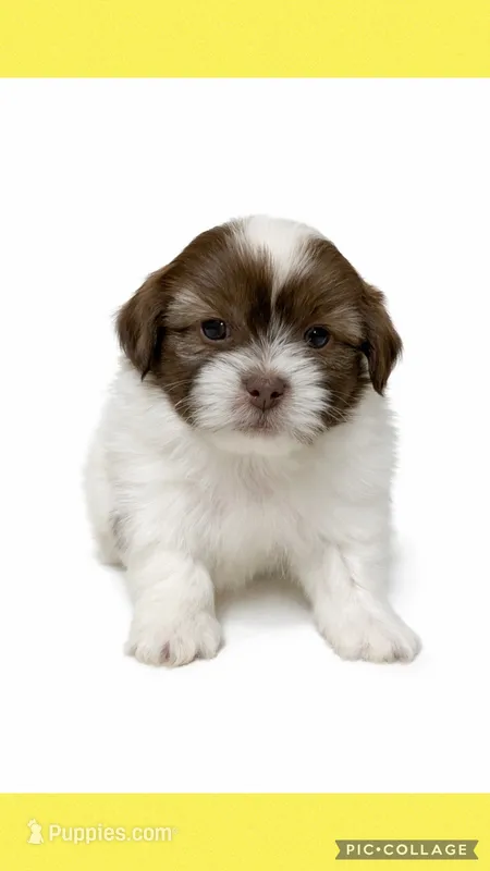 Light yellow – Mal Shi puppy for sale in Ville Platte, LA