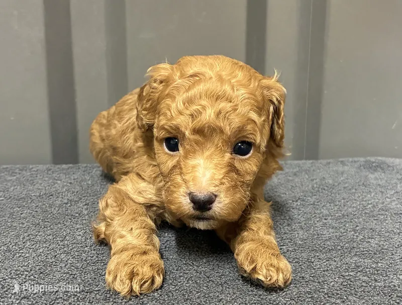 Male 1 – Maltipoo puppy for sale in Ville Platte, LA
