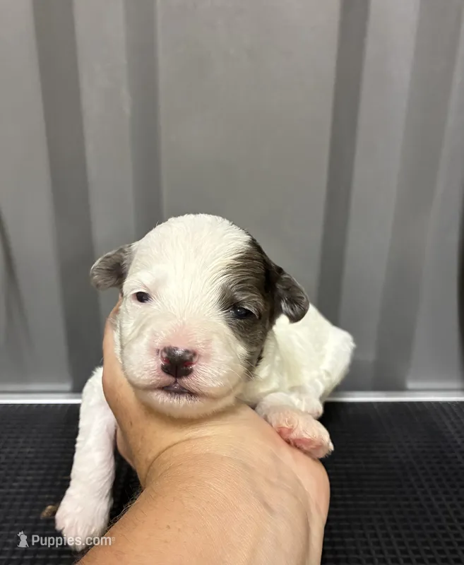 Blue Merle parti – Maltipoo puppy for sale in Ville Platte, LA
