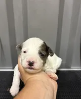 Blue Merle parti, a male Maltipoo for sale in Ville Platte, LA – 1 of 5