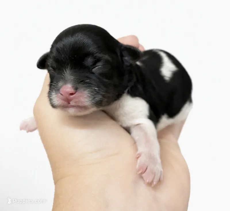 Female 1  – Shihpoo puppy for sale in Ville Platte, LA