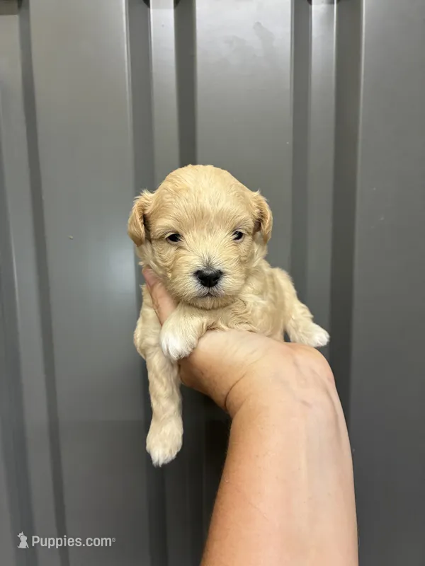 Male blue – Maltipoo puppy on hold in Ville Platte, LA