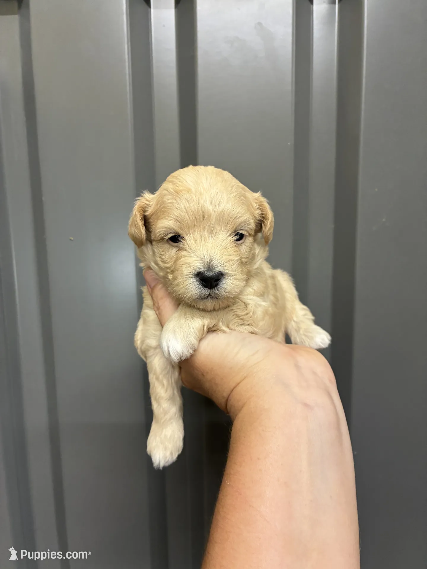 Male blue – Maltipoo Puppy for Sale in Ville Platte, LA | Puppies.com