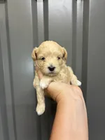 Male blue, a male Maltipoo for sale in Ville Platte, LA – 1 of 4