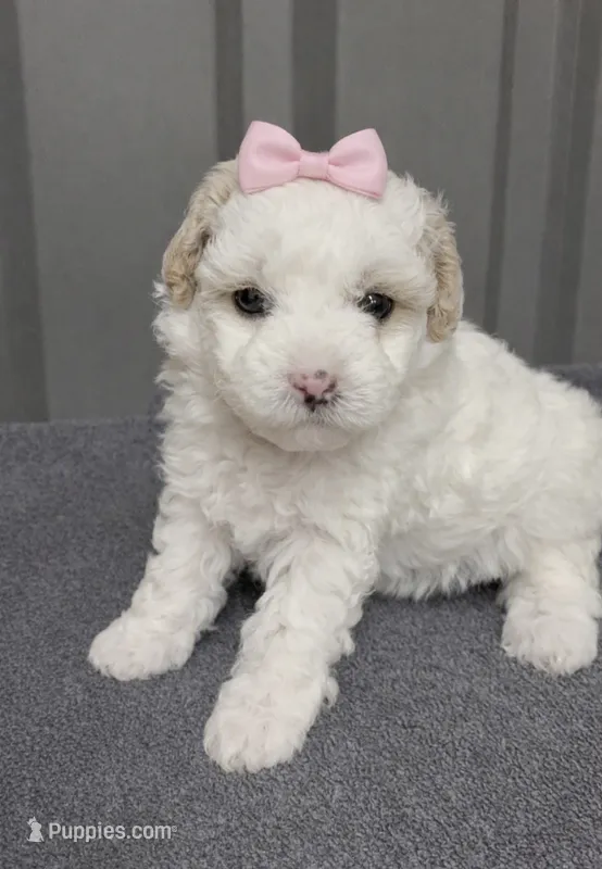 Female pink – Poodle - Toy  puppy for sale in Ville Platte, LA