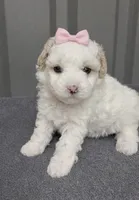 Female pink, a female Poodle - Toy  for sale in Ville Platte, LA – 2 of 8