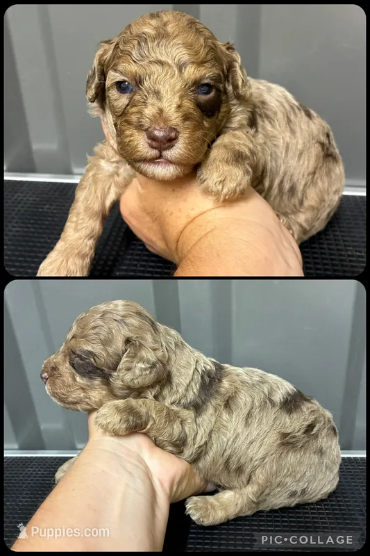 Chocolate merle – Maltipoo puppy for sale in Ville Platte, LA