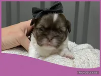 Female purple 1, a female Shih Tzu for sale in Ville Platte, LA – Photo 2 of 3