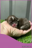 Female purple 1, a female Shih Tzu for sale in Ville Platte, LA – Photo 3 of 3