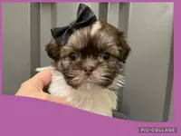 Female purple 1, a female Shih Tzu for sale in Ville Platte, LA – Photo 1 of 3