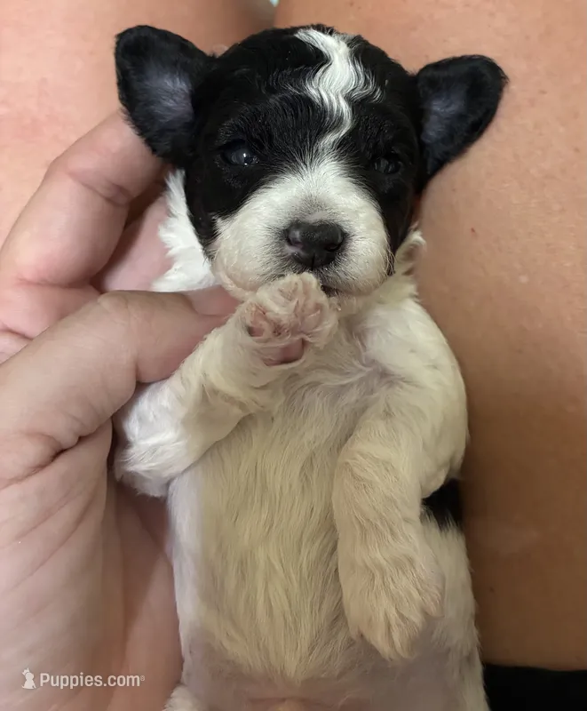 Male   1 blue – Poodle - Toy  puppy for sale in Ville Platte, LA