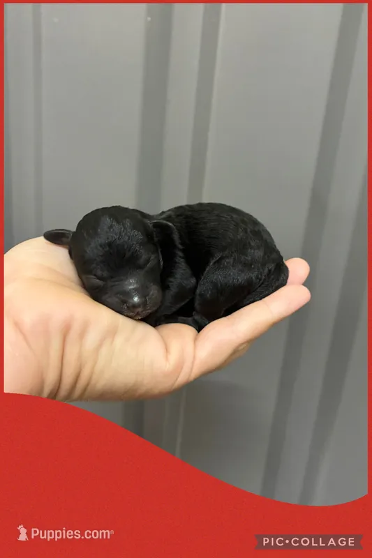 Female red – Poodle - Toy  puppy for sale in Ville Platte, LA