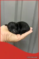 Female red, a female Poodle - Toy  for sale in Ville Platte, LA – 1 of 1