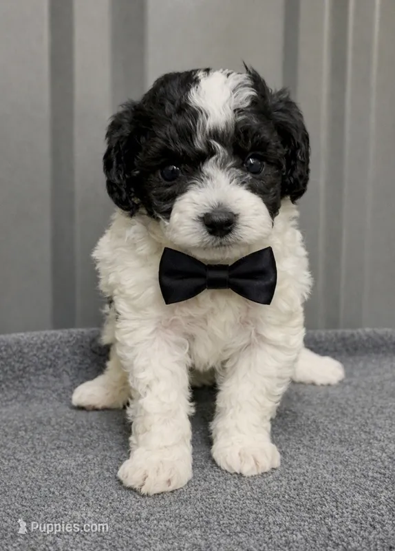 Male   1 blue – Poodle - Toy  puppy for sale in Ville Platte, LA