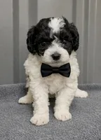 Male   1 blue, a male Poodle - Toy  for sale in Ville Platte, LA – 2 of 6