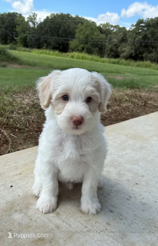 Male 4 – Maltipoo puppy for sale in Ville Platte, LA