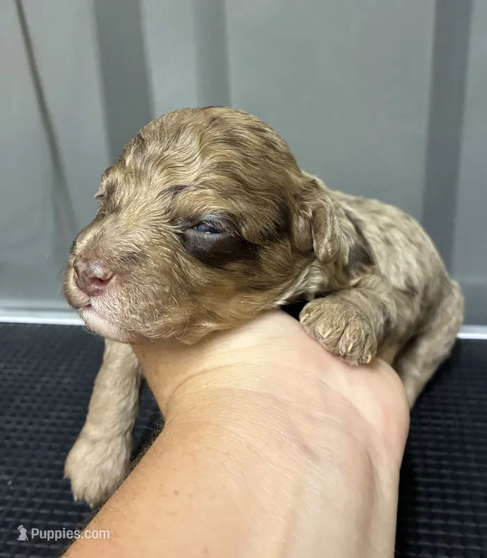 Chocolate merle – Maltipoo puppy for sale in Ville Platte, LA
