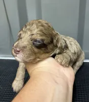 Chocolate merle, a male Maltipoo for sale in Ville Platte, LA – 1 of 4
