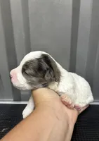 Blue Merle parti, a male Maltipoo for sale in Ville Platte, LA – 2 of 5