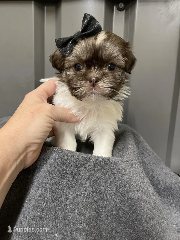 Malshi – Mal Shi puppy for sale in Ville Platte, LA