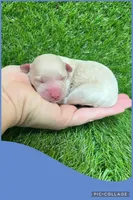 Male blue, a male Maltipoo for sale in Ville Platte, LA – Photo 4 of 4