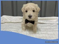 Male blue, a male Maltipoo for sale in Ville Platte, LA – Photo 2 of 4