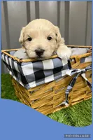 Male blue, a male Maltipoo for sale in Ville Platte, LA – Photo 3 of 4