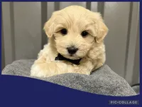 Male blue, a male Maltipoo for sale in Ville Platte, LA – Photo 1 of 4