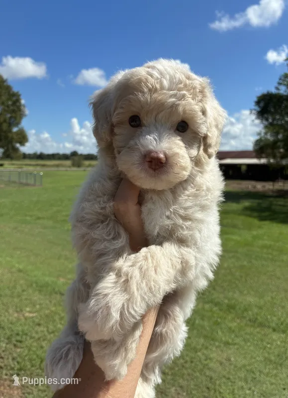 Male 3 – Maltipoo puppy for sale in Ville Platte, LA
